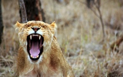 a lion yawning in the wild